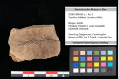 Foto (Objekt + Etikett) von Taxodium distichum miocenicum Heer (NHMW-GEO-2024-0188-0190a)